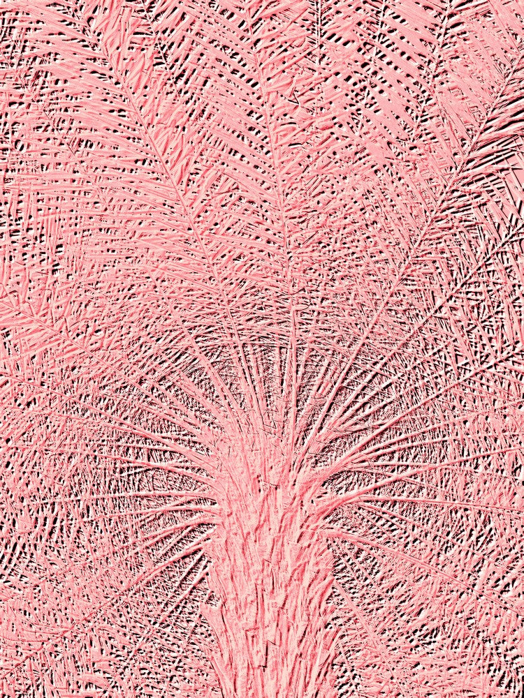 Coral Canopy