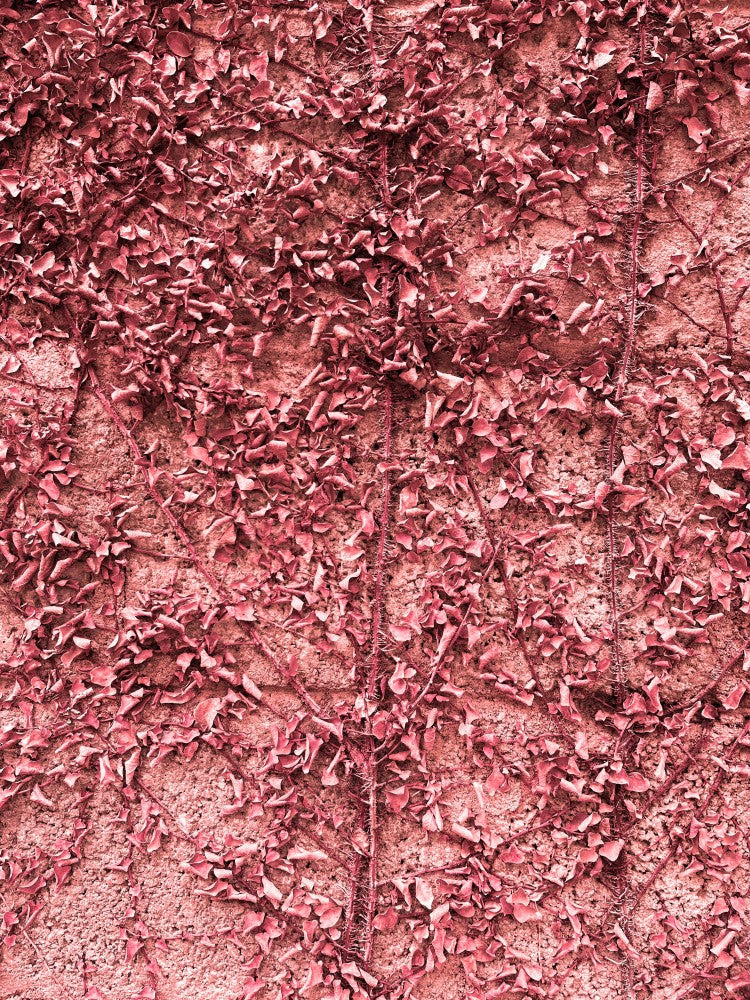 Crimson Climbing Veil