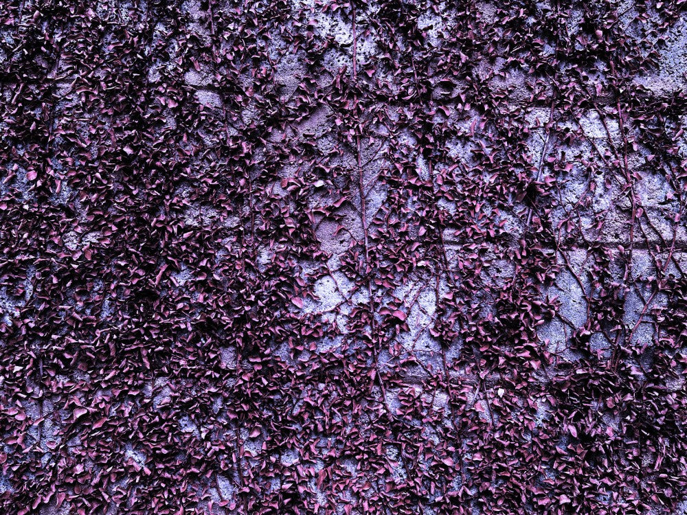 Purpurrote Rankenwand