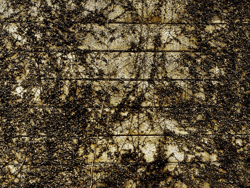 Vine Shadows Dance