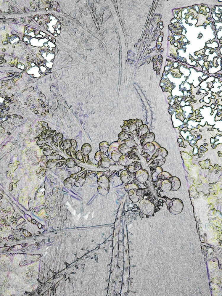 Nature's Sketches