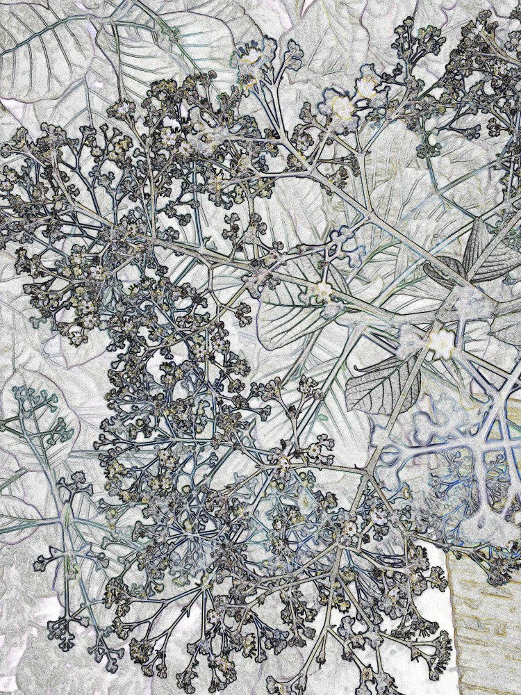 Delicate Branches