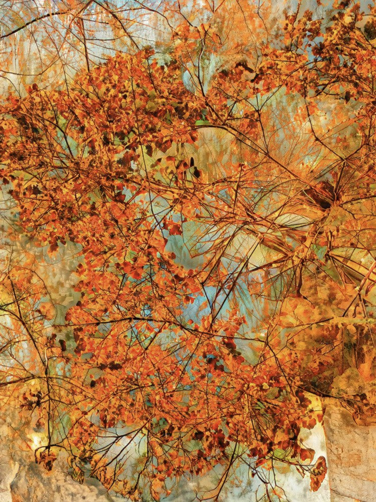 Autumn's Embrace
