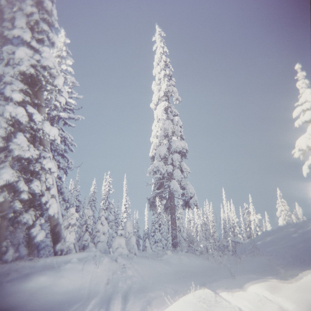 Frosted Pines