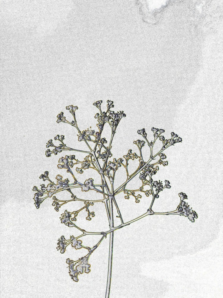 Ethereal Blossoms