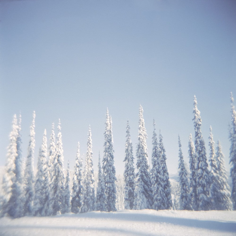 Winter Pines