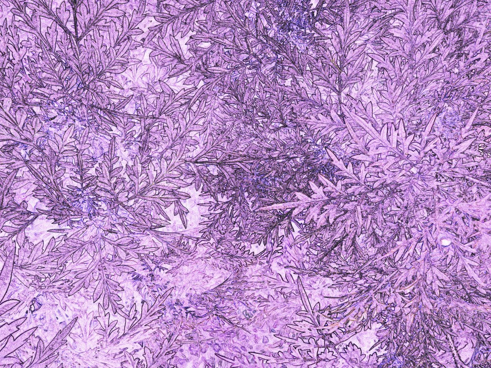 Lavender Foliage Dance