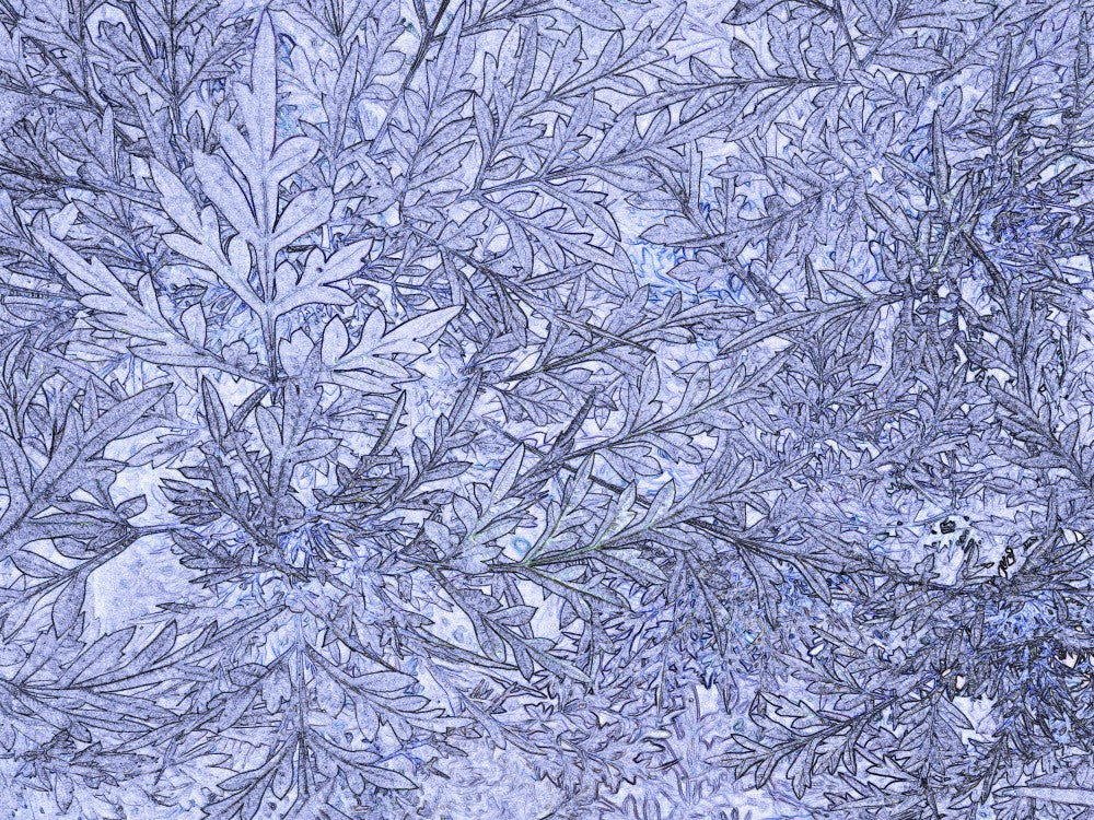 Frosted Leaves