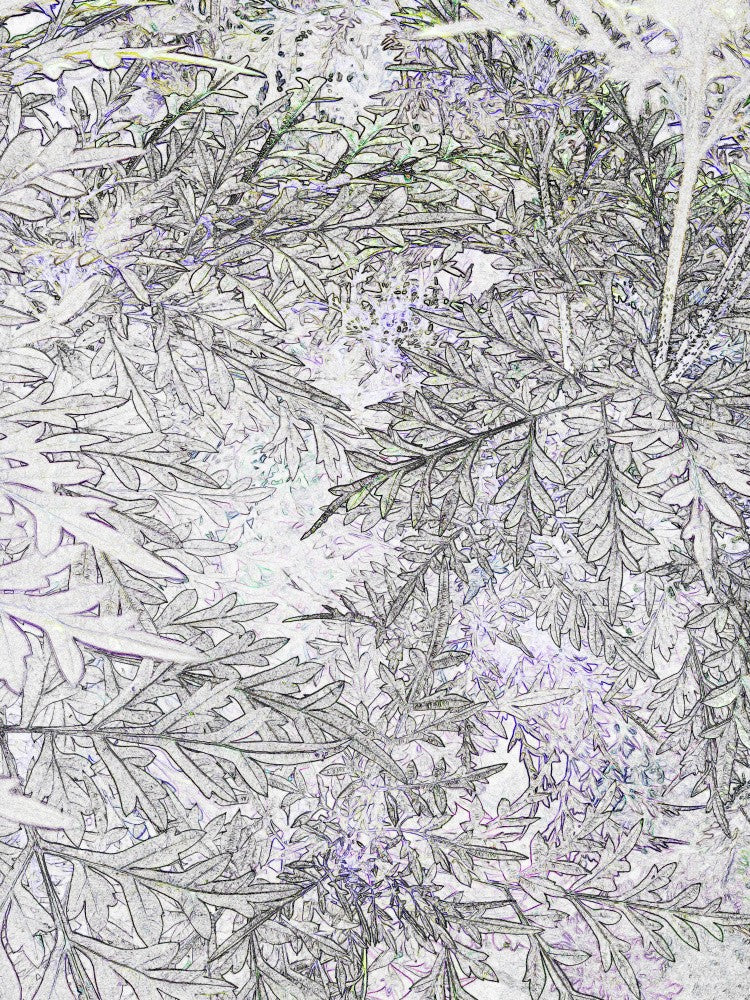 Frosted Foliage
