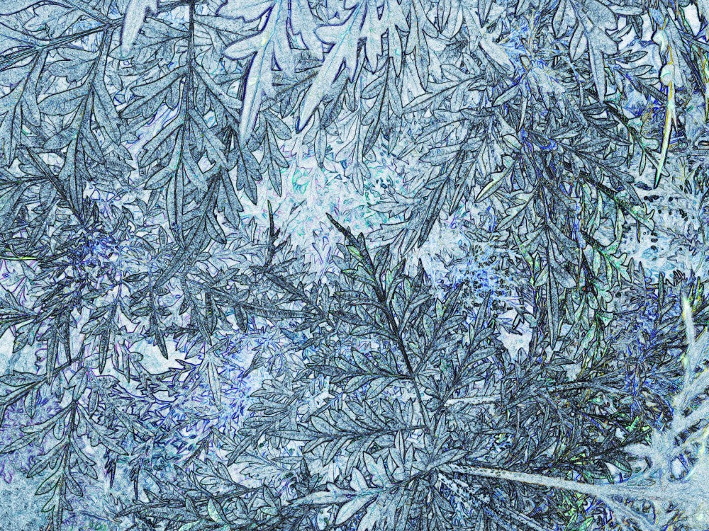 Frosted Canopy