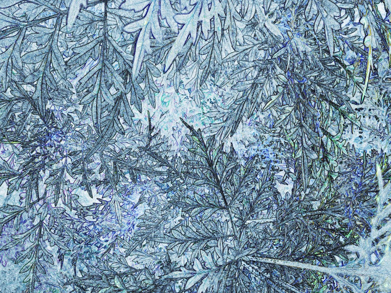 Frosted Canopy