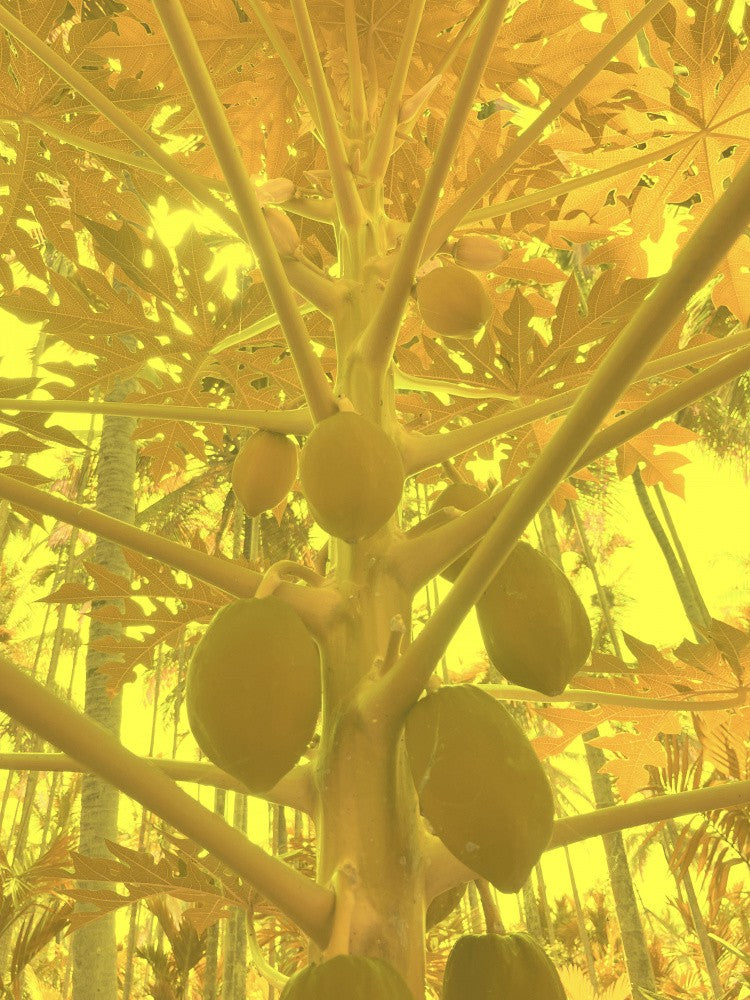 Golden Grove Dream