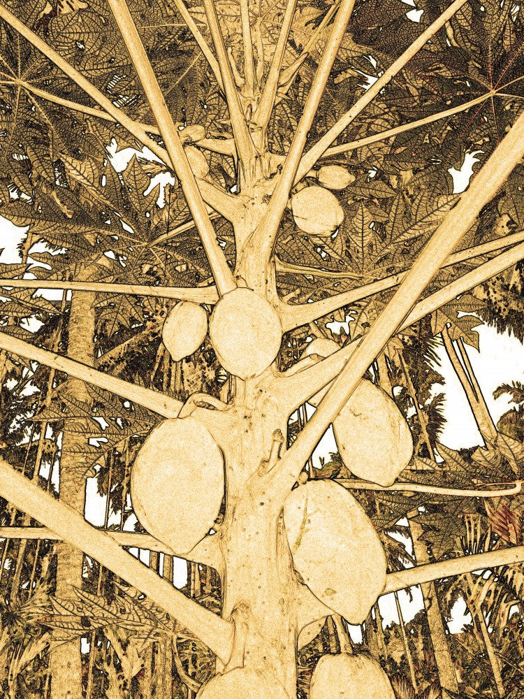 Papaya Dreams