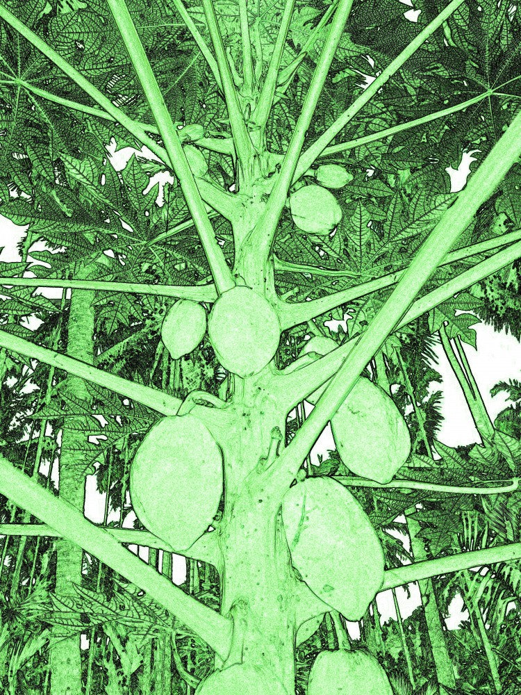 Verdant Papaya Realm