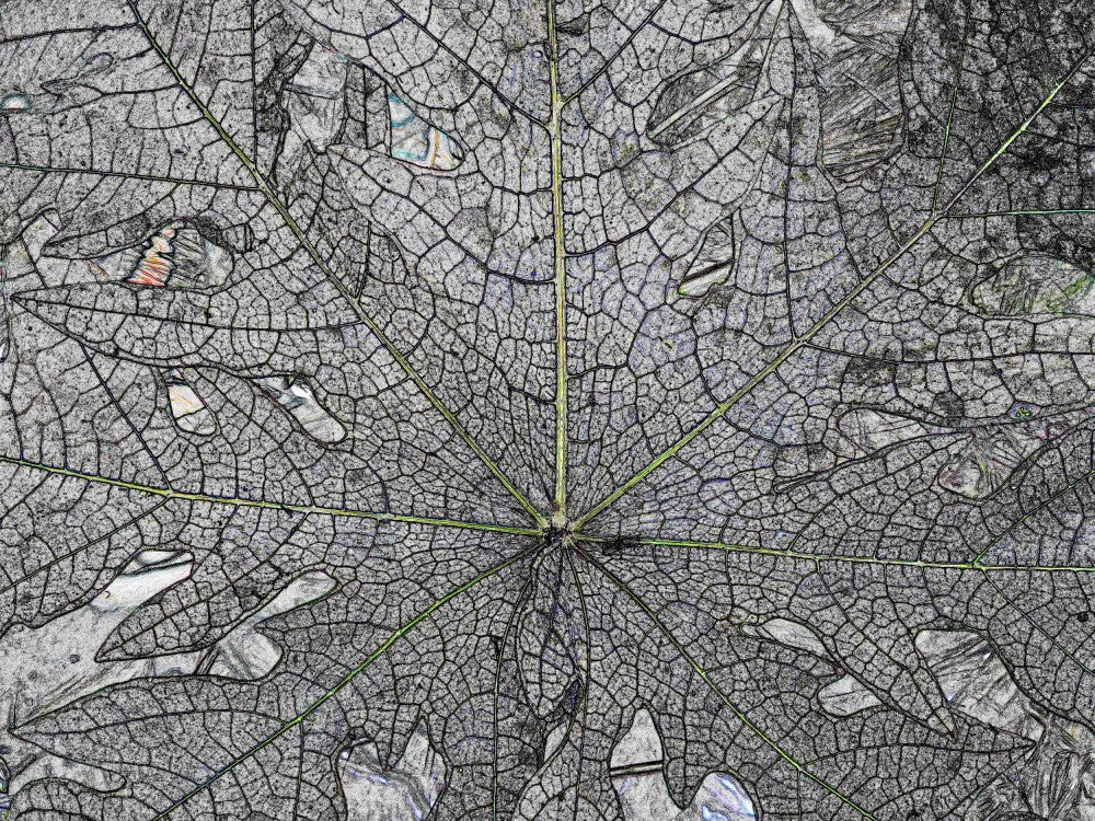 Leaf Vein Symphony