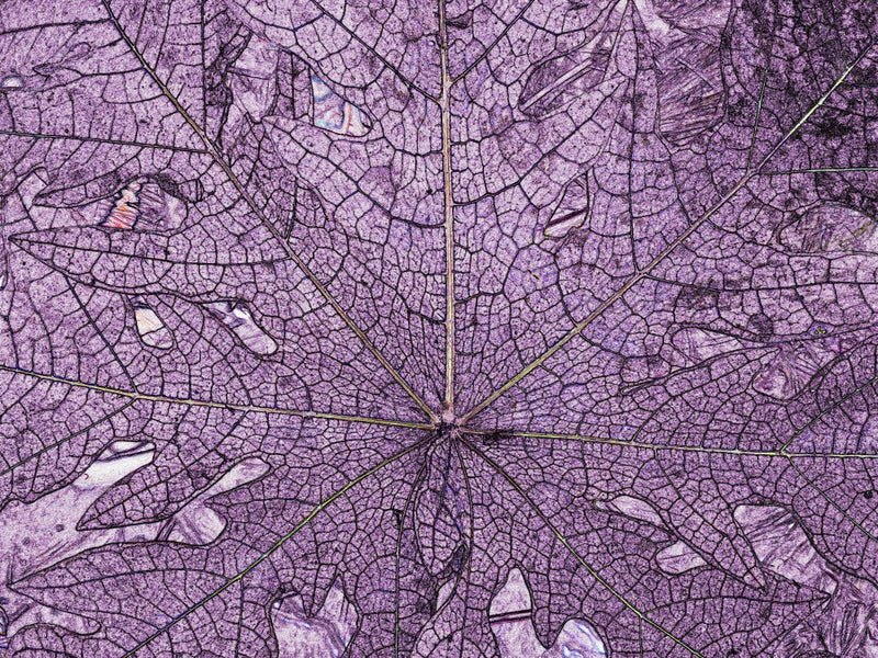 Purple Leaf Veins