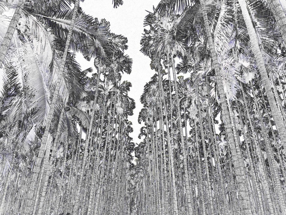 Towering Palms