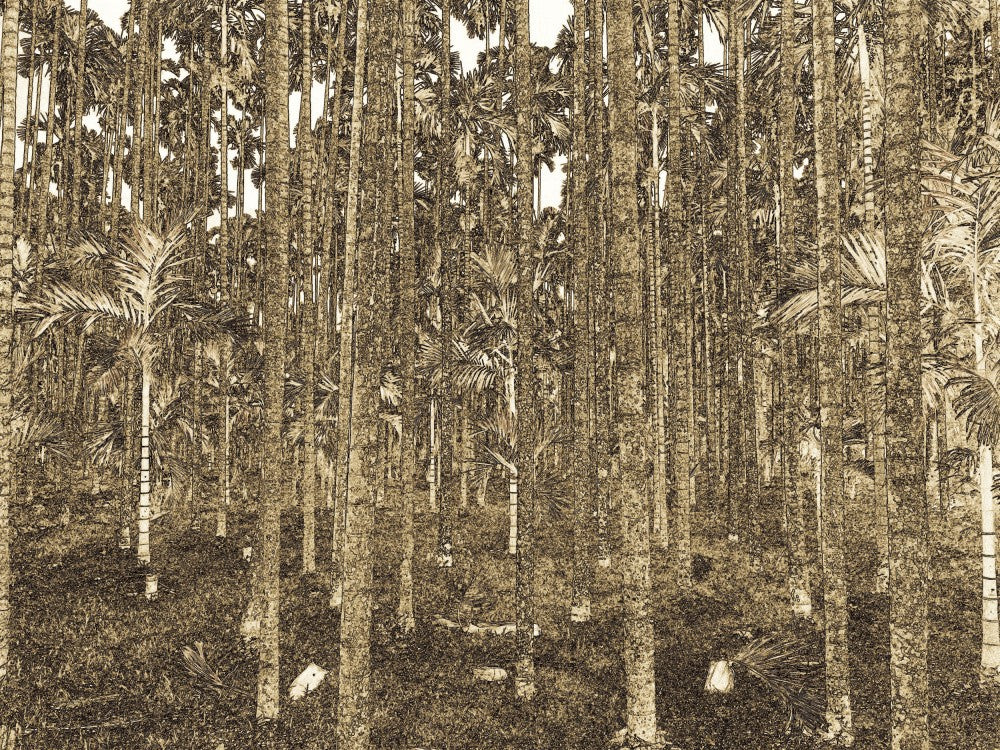 Flüsternde Palmen