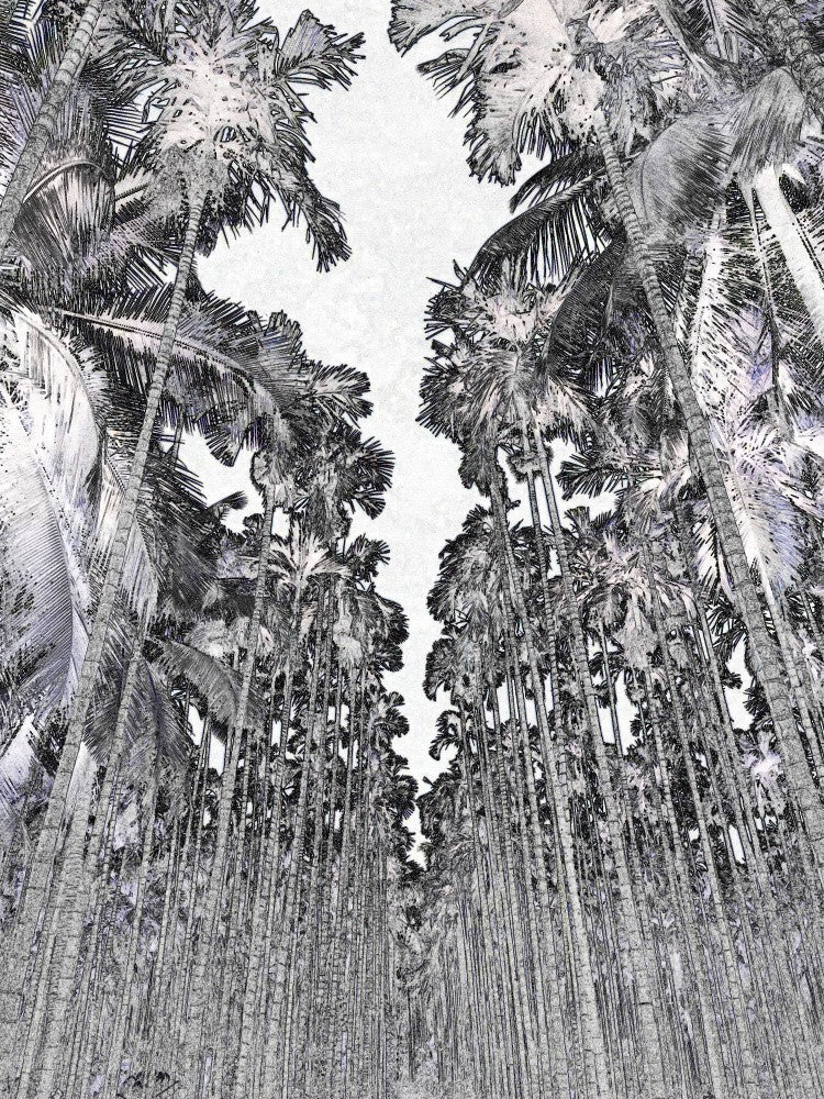 Towering Palms
