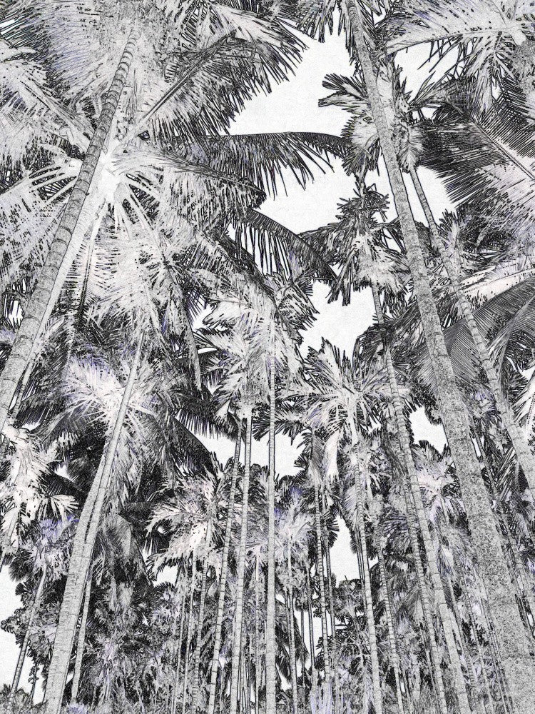 Palm Canopy Dreaming