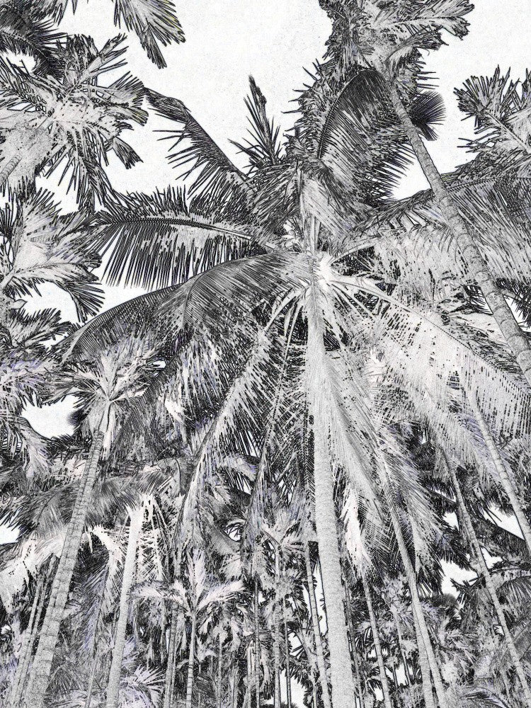 Canopy Dreams