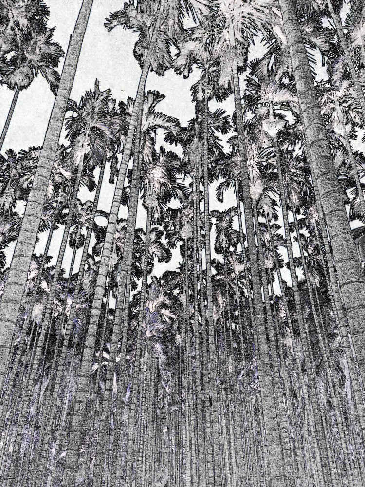 Skyward Palms