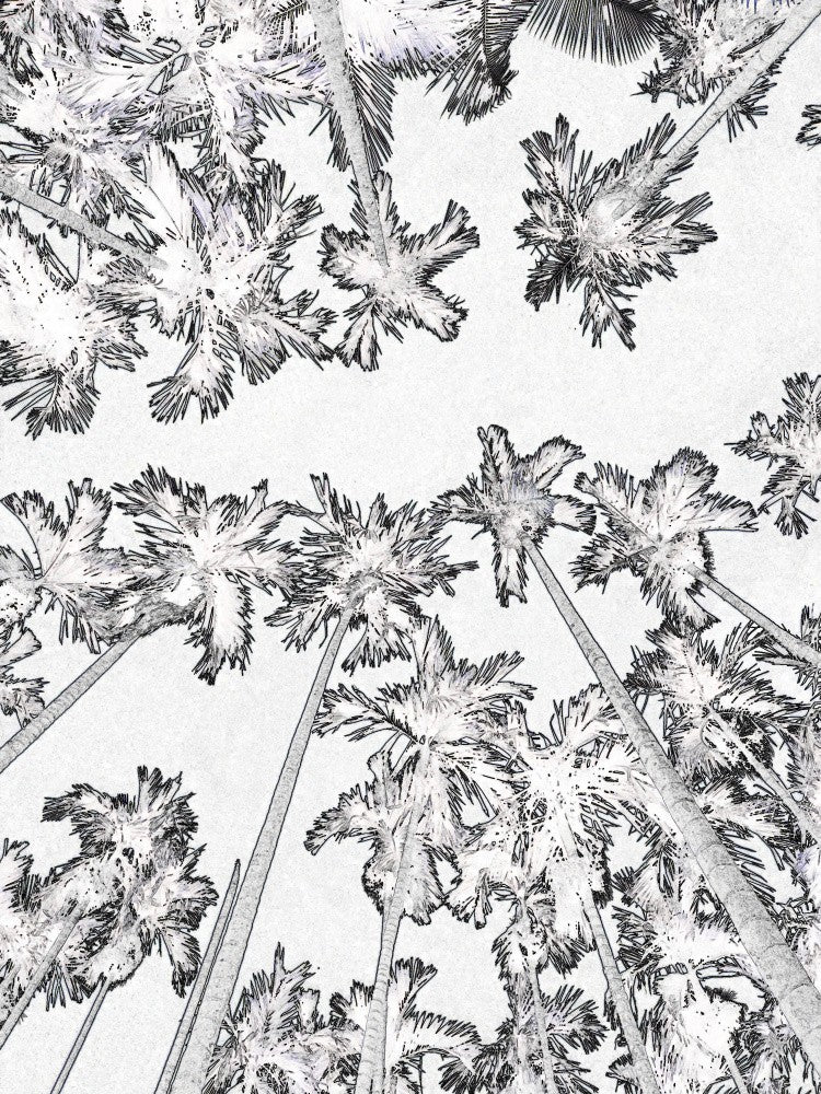 Skyward Palms