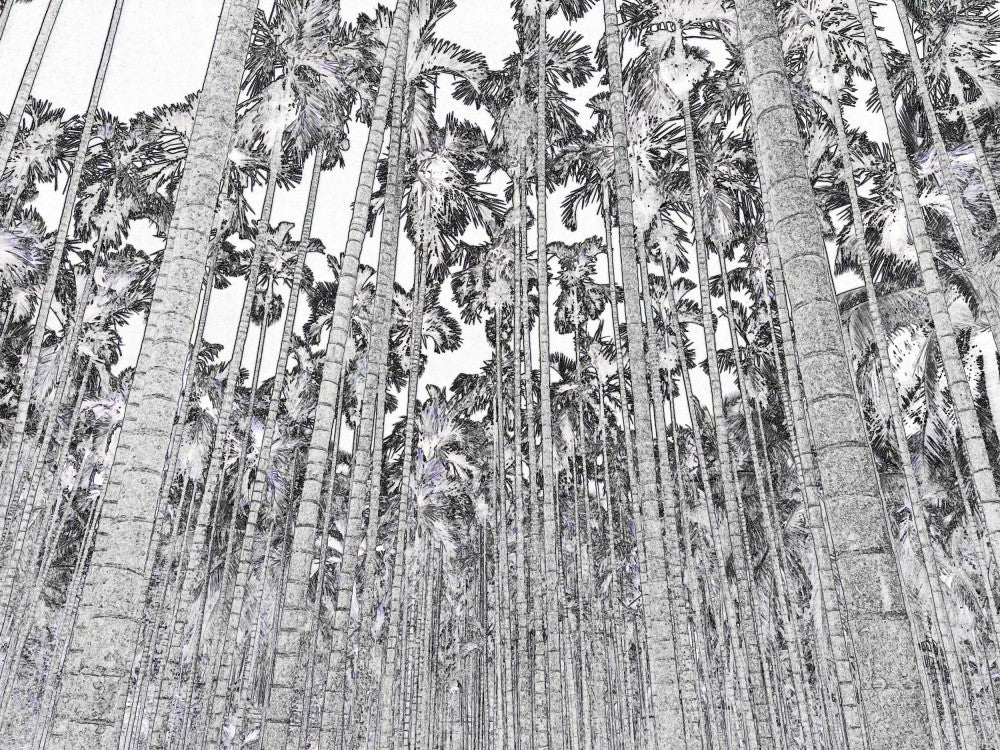 Palm Grove Dreams