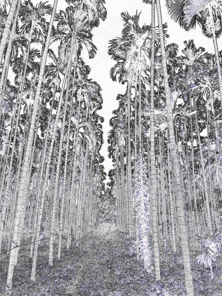 Palmenwaldweg