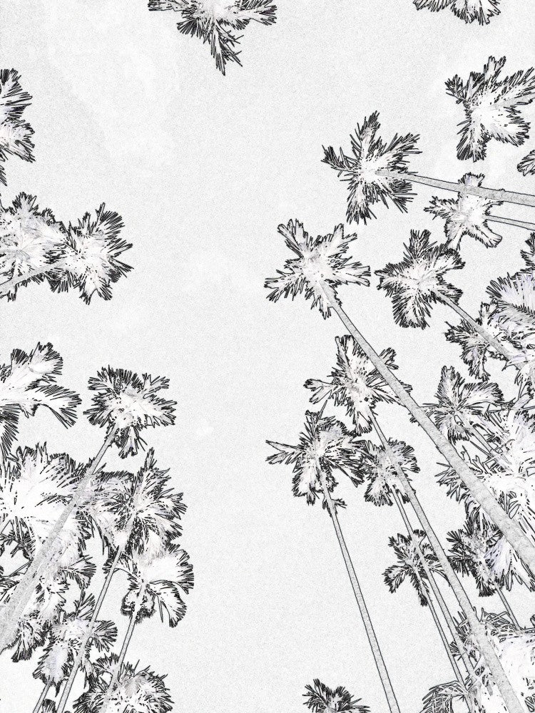 Skyward Palms