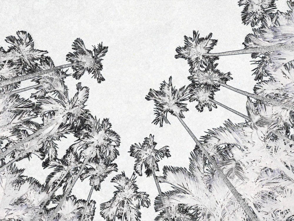 Tropical Heights