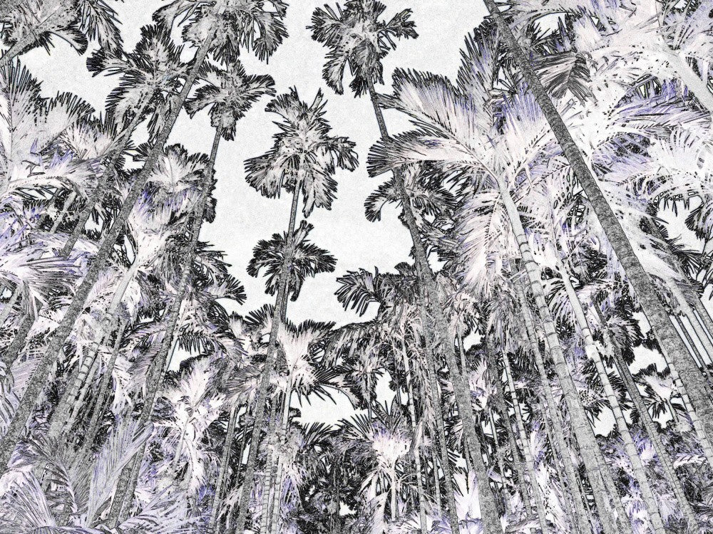Reaching Palms