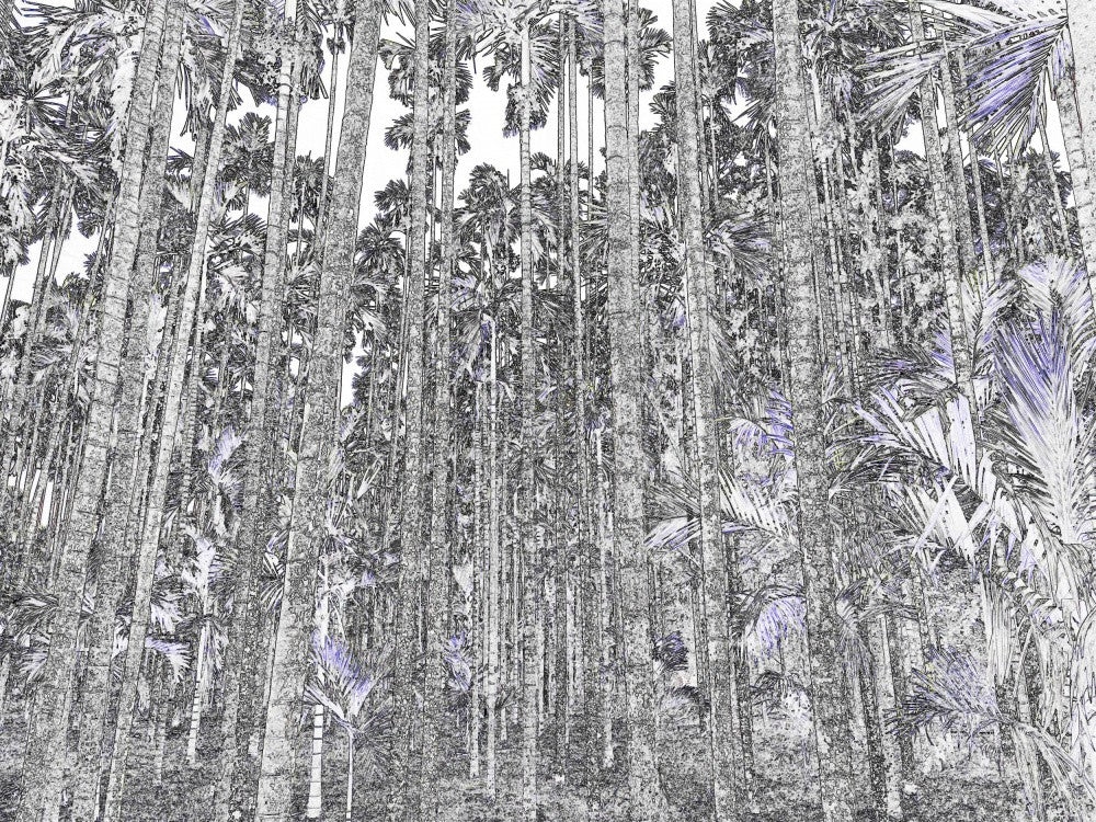 Whispering Palms