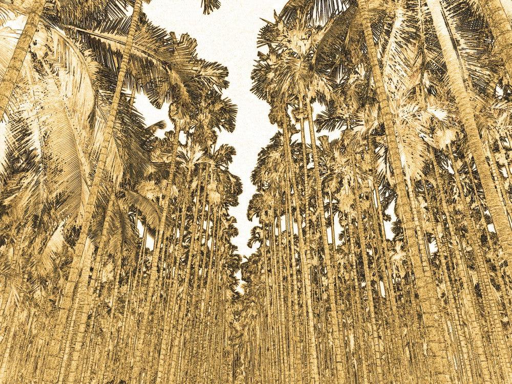 Forest of Palms