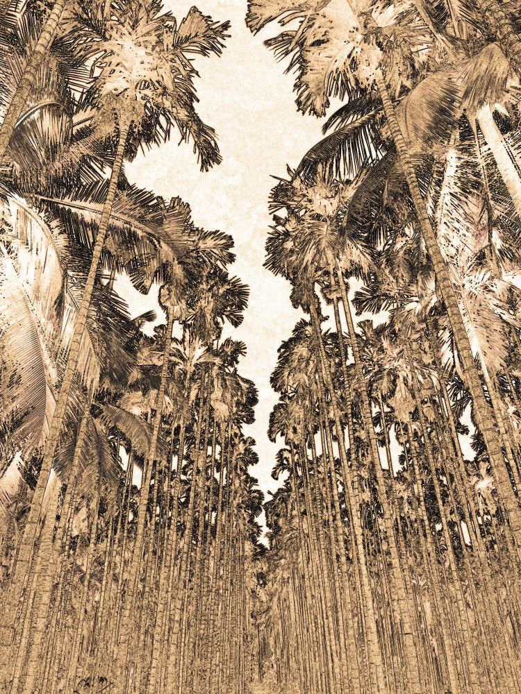 Towering Palms