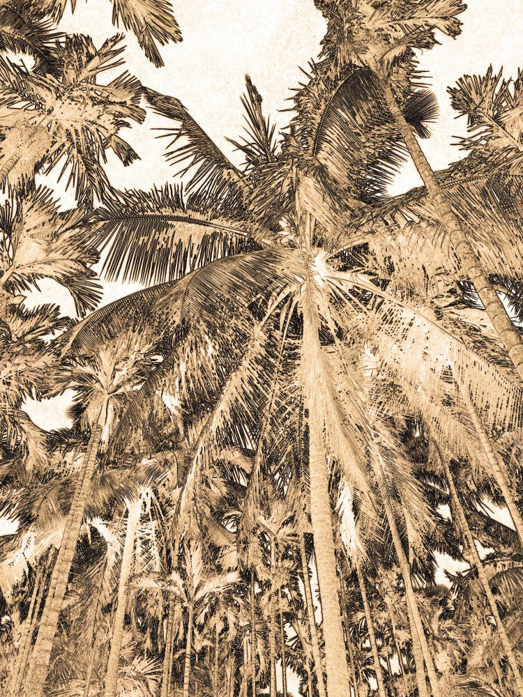 Tropical Canopy