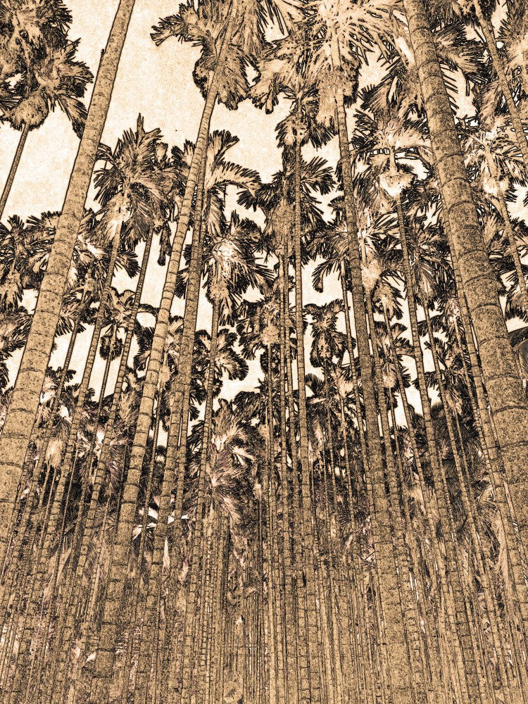 Towering Palms