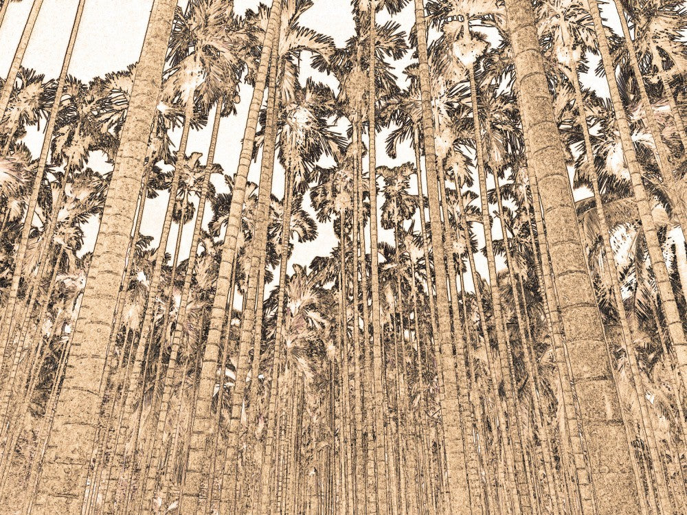 Tall Palms Rising
