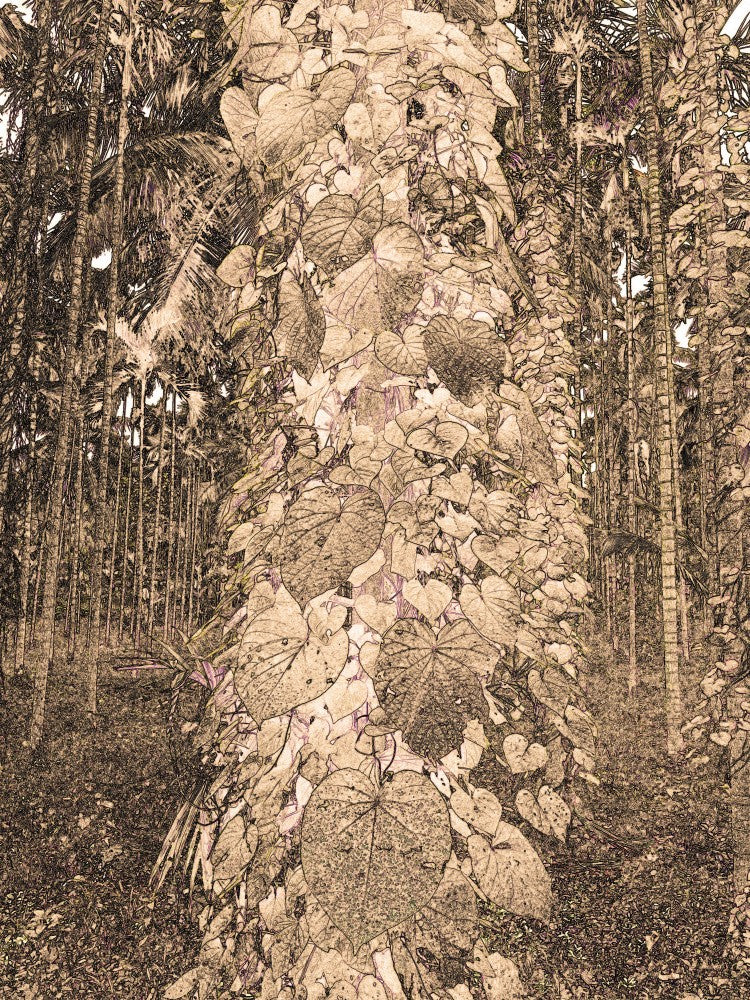 Nature's Embrace