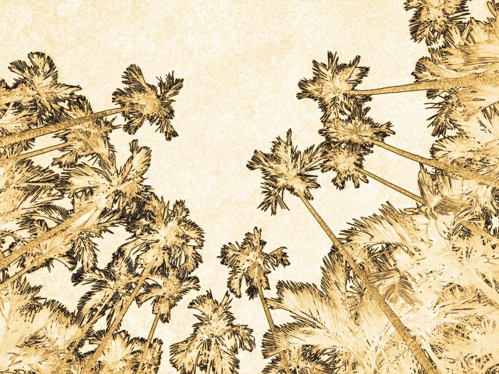 Palms to the Sky
