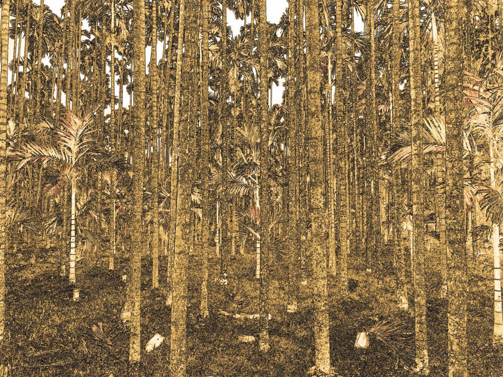 Golden Forest Glimpse