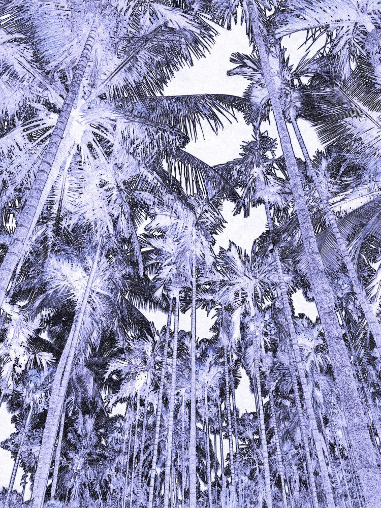 Dreamy Palm Canopy
