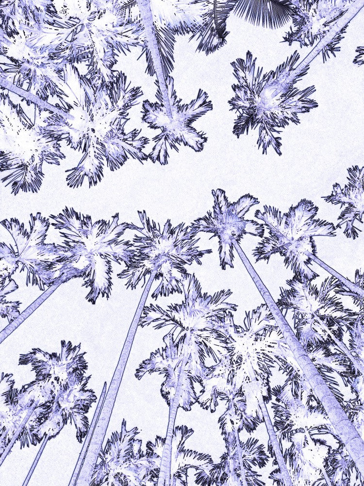 Skyward Palms