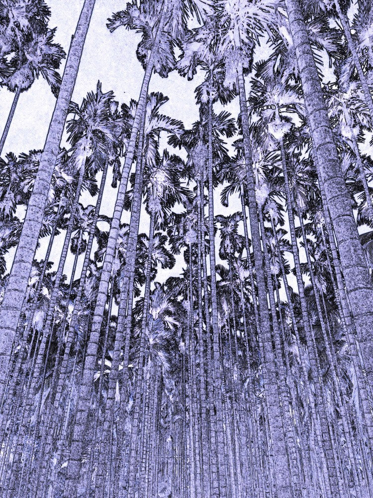 Violet Palm Grove