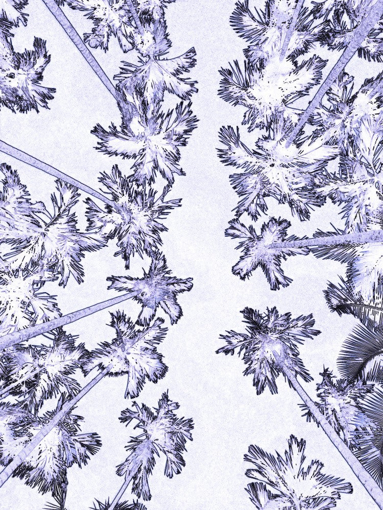 Skyward Palms