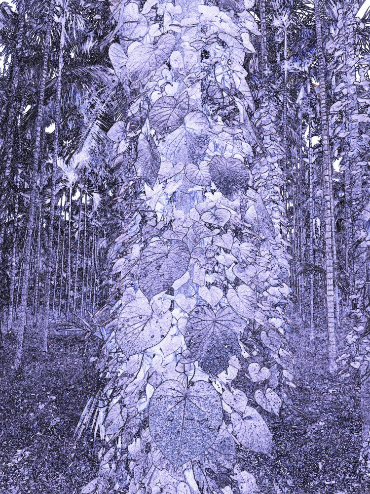 Nature's Embrace