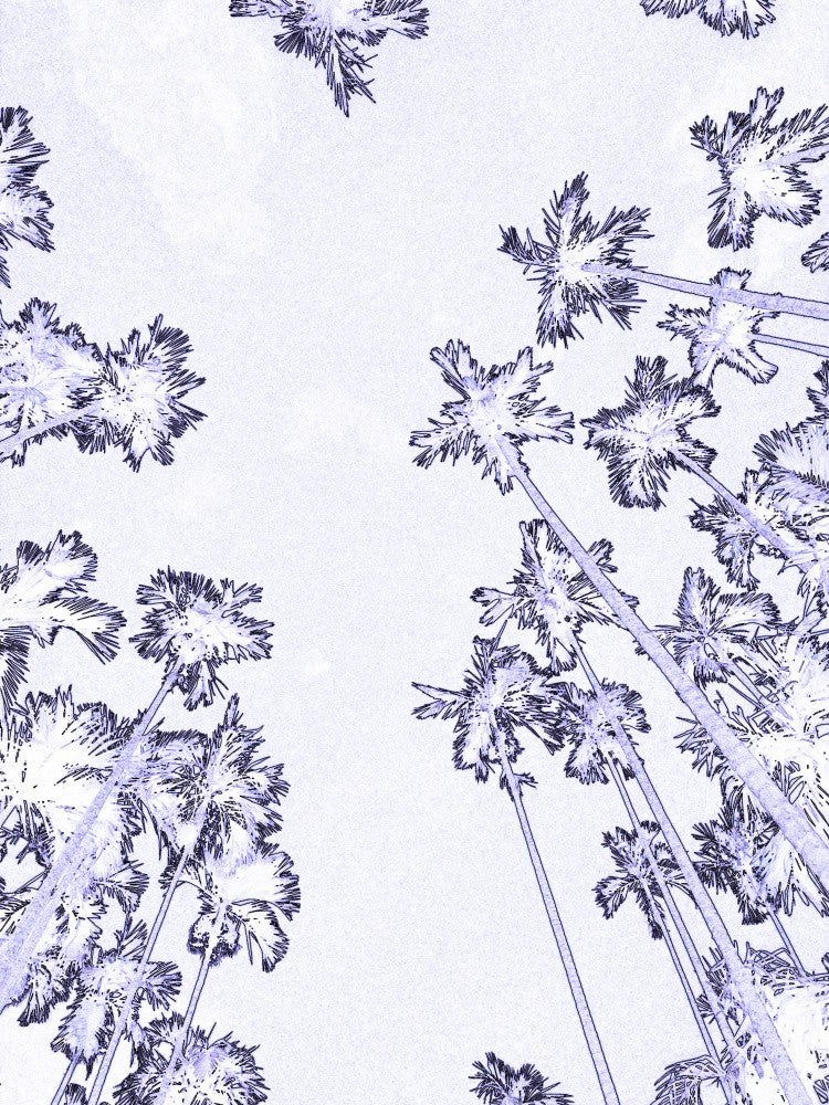 Skyward Palms