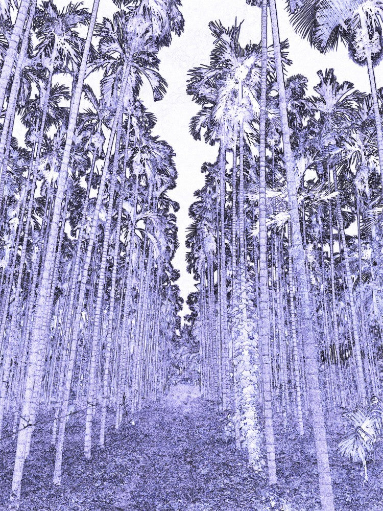 Purple Palm Path