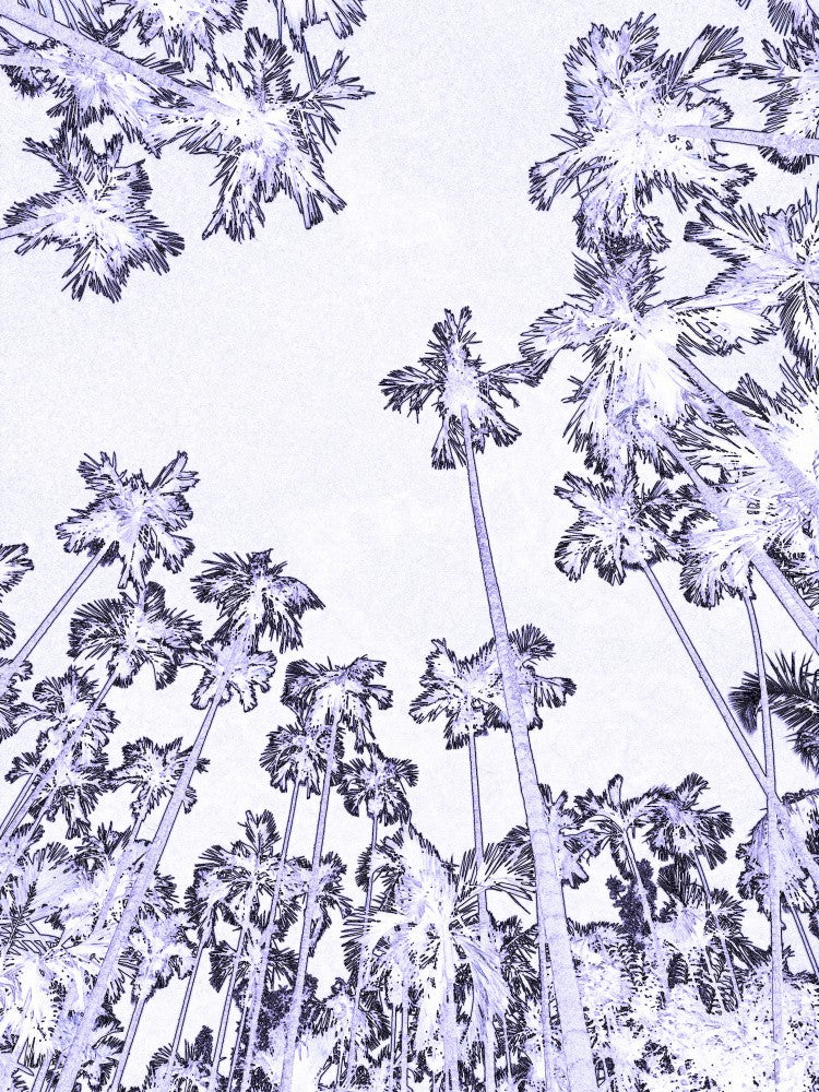 Tropical Heights
