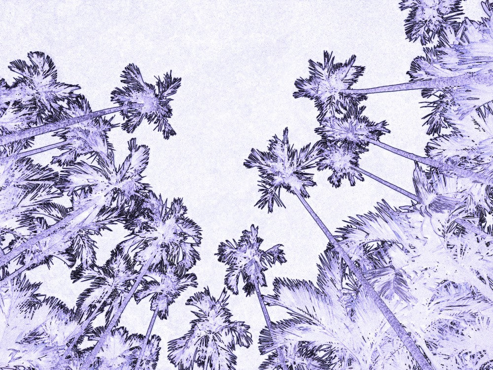 Palm's Heavenly Gaze